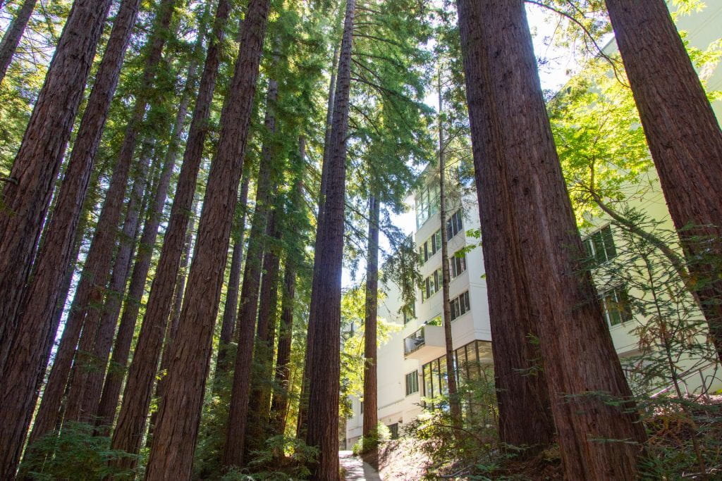redwood trees in front of a building